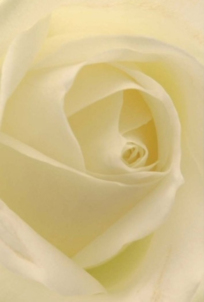 Gazing closely at this classic white rose, one becomes immersed in its mesmerising blend of softness and sophistication-a signature of the arrangements delivered fresh throughout Chesham by dedicated local florists. The spiralled core of the bloom is nearly flawless, radiating a purity that feels both serene and enduring. Petals shift seamlessly from creamy ivory to almost translucent white, illuminated as if by sunlight filtering through ancient woodland at Chesham Bois. Delicate shadows weave between the layers, adding complexity and a sense of quiet drama to the composition. Each petal seems carefully placed, hinting at the artistry and experience of florists intimately familiar with Chesham's traditions and the rhythms of the local flower markets. This rose is the embodiment of grace for life's most significant moments-weddings at St Mary's, heartfelt apologies, romantic gestures, or a simple act of compassion for a neighbour on Broad Street. The scent is soft and clean, the visual impression always appropriate, echoing the gentle support this flower brings to every occasion. As you imagine the silk-smooth texture, the tranquil glow, and the tender craftsmanship, it's clear that such a rose is chosen not just for beauty but for the heartfelt message it delivers across Chesham.
